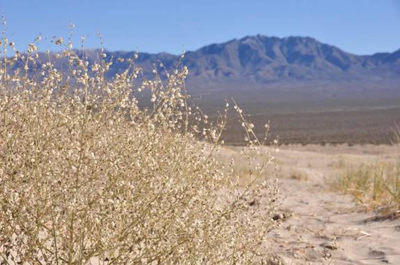 Flores no deserto de Mojave, na Califórnia, nos Estados Unidos